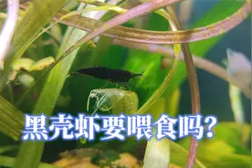 黑壳虾需要喂食吗？吃什么食物？樱花怎么养，极火烤漆虾饲养方法视频封面