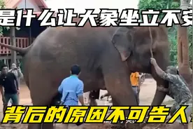 大象为什么数量极少，原因竟然是这样，令人意想不到！视频封面