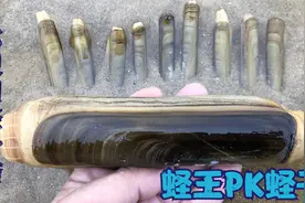 赶海实拍挖到巨型蛏王，对比下蛏王比蛏子大十倍，难怪价格很贵