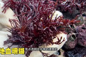 大浪边满地血珊瑚，等了一整年终于可以放手摘了，要发的节奏视频封面