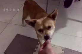 农村小土狗从来没吃过猫粮，可怜巴巴的想吃，猫却嫌弃，狗吃不够视频封面