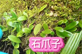 石瓜子药用价值高，单价也越来越高，为什么却没有人去采？视频封面