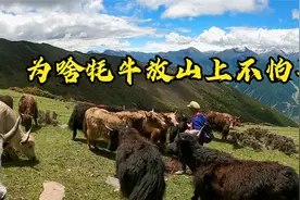 牧民养牦牛有妙招，牦牛全放牧场没人看也不怕丢，这种方法真实用视频封面
