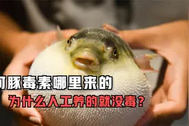 河鲀的剧毒是怎么来的？为什么人工养的就没毒？视频封面