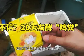 鸡粪养花好？很多人不会用，简易20天发酵法，省钱又有效视频封面