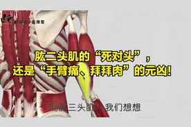 肱二头肌的“死对头”，还是“手臂痛、拜拜肉”的元凶！肱三头肌