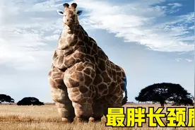 5种有史以来最胖的动物，长颈鹿胖成这样，也是饲料喂大的？