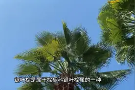 锯叶棕果实提取物是治疗前列腺增生的常用药，科学服用注意4点视频封面