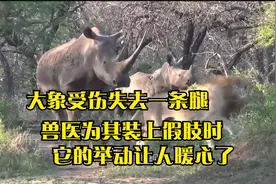 大象受伤失去一条腿，兽医为其装上假肢时，它的举动让人暖心了视频封面