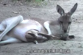 神奇袋鼠育儿袋，小袋鼠从出生到长大6个月吃喝拉撒全在里面！视频封面