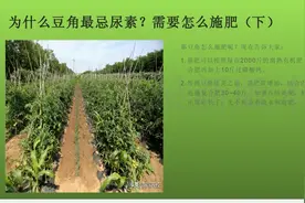 为什么豆角最忌尿素？需要怎么施肥（下）视频封面
