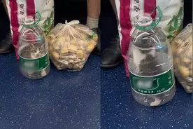 男子用矿泉水瓶装一只猫带上地铁“这猫到底咋进去的”视频封面