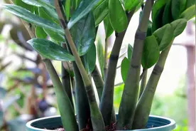 金钱树茎干皱巴巴，防治三招告诉大家，很快又饱满视频封面