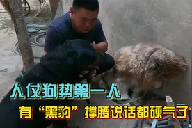 他把“人仗狗势”演绎到淋漓尽致，有黑豹撑腰说话都硬气了视频封面