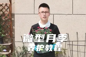 微型月季的养护教程，这八点养护方法，是养好微型月季的主要技巧