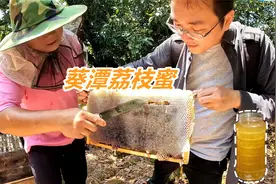 实拍广东惠来县收荔枝蜜，今年雨少，花蜜浓度高，质量非常好！视频封面