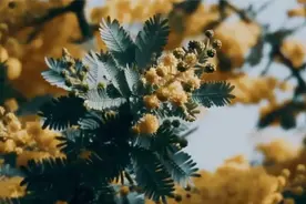 治愈愉悦放松： 我要在你身上做，春天对樱花树做的事视频封面