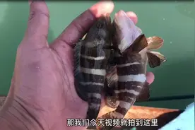 厦门本土渔民教你，如何正确使用七星串钩，串串都是小石斑视频封面