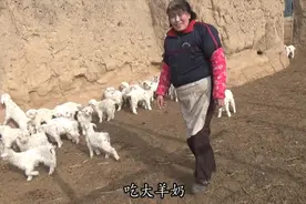 陕北的绒山羊养殖，农村每家每户的致富道路，小羊羔真可爱