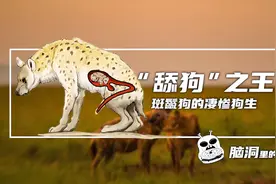 “舔狗”之王，斑鬣狗的凄惨狗生视频封面