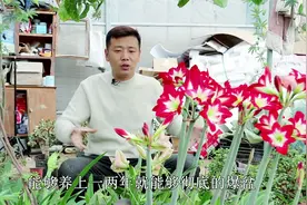 如果你喜欢单瓣朱顶红，养这个品种，花期长花量大，关键是易群生视频封面