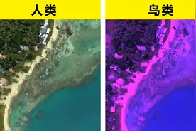 狗狗看到的世界并非是黑白的！模拟5种动物的眼中所看见的世界视频封面