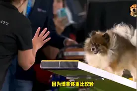博美狗狗参加敏捷比赛，它的速度太快了，简直完虐二哈！
