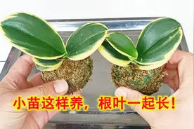 蝴蝶兰小苗如何养？用“饭盒”来帮忙，小苗根叶蹭蹭长，简单！视频封面