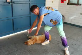 金毛太贪睡，小伙趁它睡觉的时候往嘴里喂柠檬汁， 会是啥反应？