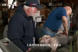 老兽医的猪屁股上的肿瘤切割缝合手术视频封面