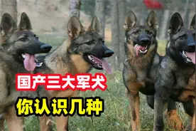国产三大军犬，个个都是猛将，第二名昆明犬战斗力碾压德牧视频封面
