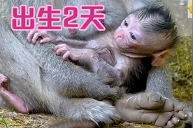 简猴妈的孩子是只小母猴，出生2天脐带脱落，可以走路了视频封面