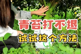 柑橘青苔打不退？试试这个方法，快清苔喷雾！视频封面