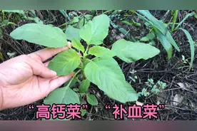夏天多吃野苋菜，没想到对人有这么多好处？常吃对身体有益视频封面
