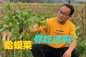 蛤蟆菜被中国公认为最难吃的野菜，很多人没见过，拍给大家看看视频封面