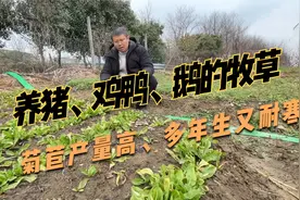 养猪、鸡鸭鹅的优质牧草，菊苣30天收割一次，种一次收割6~8年视频封面