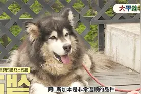 八年没洗澡的阿拉斯加犬，不光臭还咬人视频封面