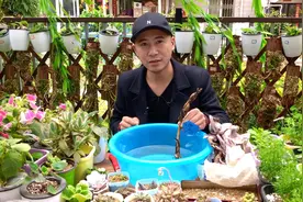 碗莲的正确种植方式，现在用藕种下，夏天一到就能开花视频封面