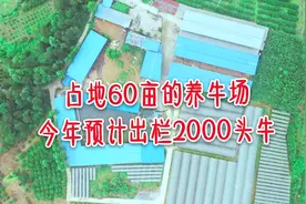 桂林灵川县最大的养牛场，占地60亩，今年预计出栏2000头牛视频封面