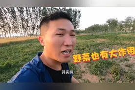 羊羔拉稀，土方法巧治羊病，不起眼的野菜也有大作用，来看看是啥视频封面