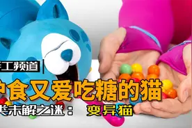 模型故事：爱吃糖果的猫，竟然护食到追着自己的主人不放！视频封面