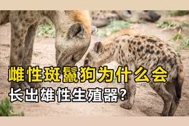 雌雄难辩！雌性斑鬣狗为什么会长出雄性生殖器，将如何进行交配？