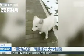 扬州: “雪地白狐”再现扬州大学校园 在雪地里又蹦又跳视频封面