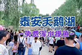 泰安天鹅湖，免费浑水摸鱼活动，看看大鱼都是怎么抓上来的视频封面