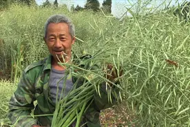 菜籽3元钱一斤，菜籽油10元钱一斤，今年菜籽大丰收能卖多少钱？视频封面