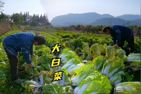 老爸最喜欢这种大白菜，打霜后的又甜又软，一会儿就装满几大袋！