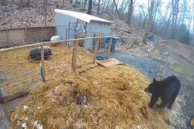 难以置信！美国一对勇敢的猪击退了一只爬进围栏的黑熊视频封面