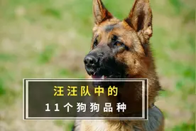汪汪队中狗狗的品种
