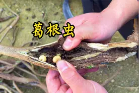在山上砍了些葛根藤，里面有葛根虫，拿来油炸太好吃了视频封面