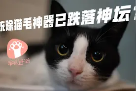 不用动手就能除猫毛？家里有洗衣机的都点进来看看！视频封面